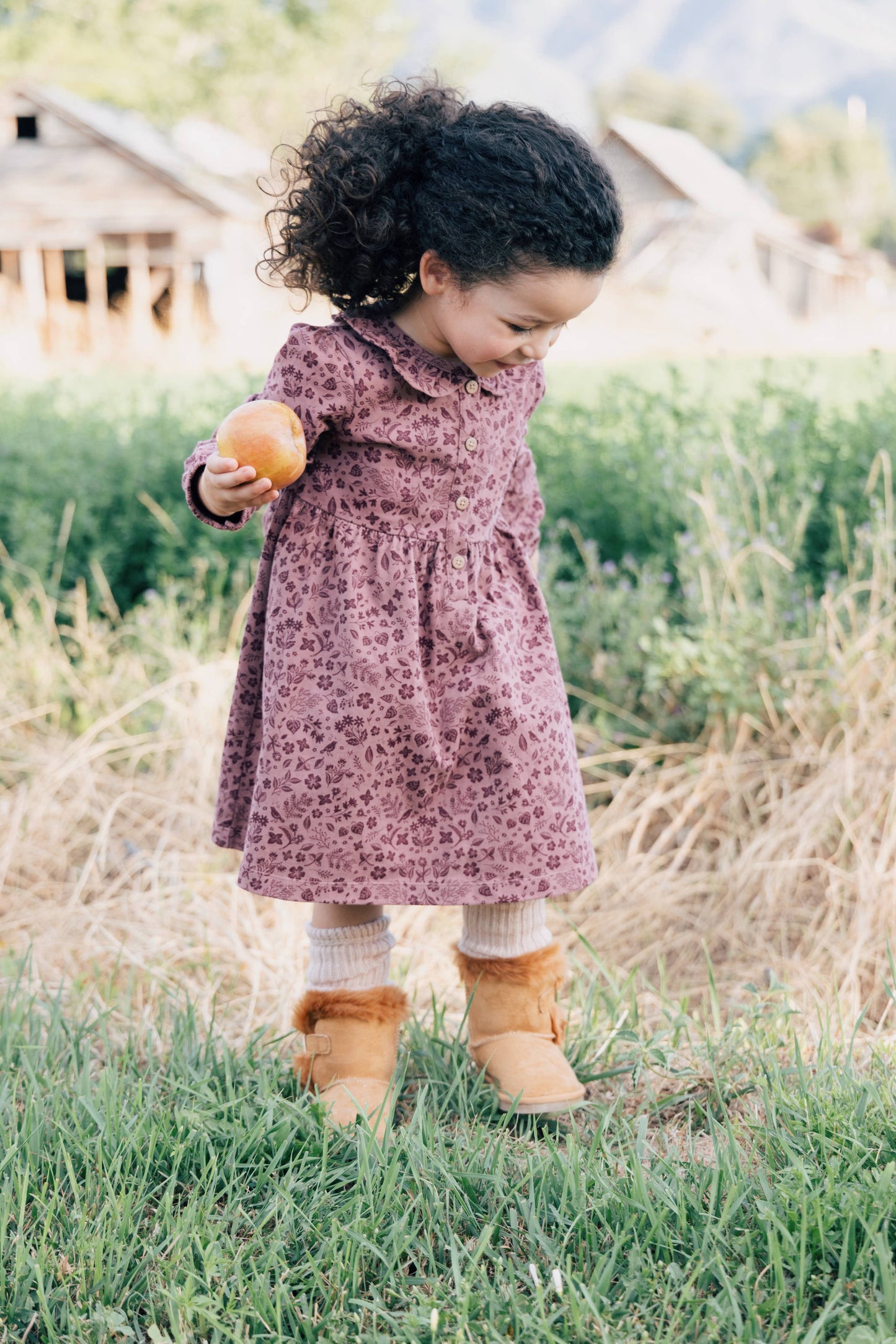 Frill Collar Dress - Fall Plum Birds