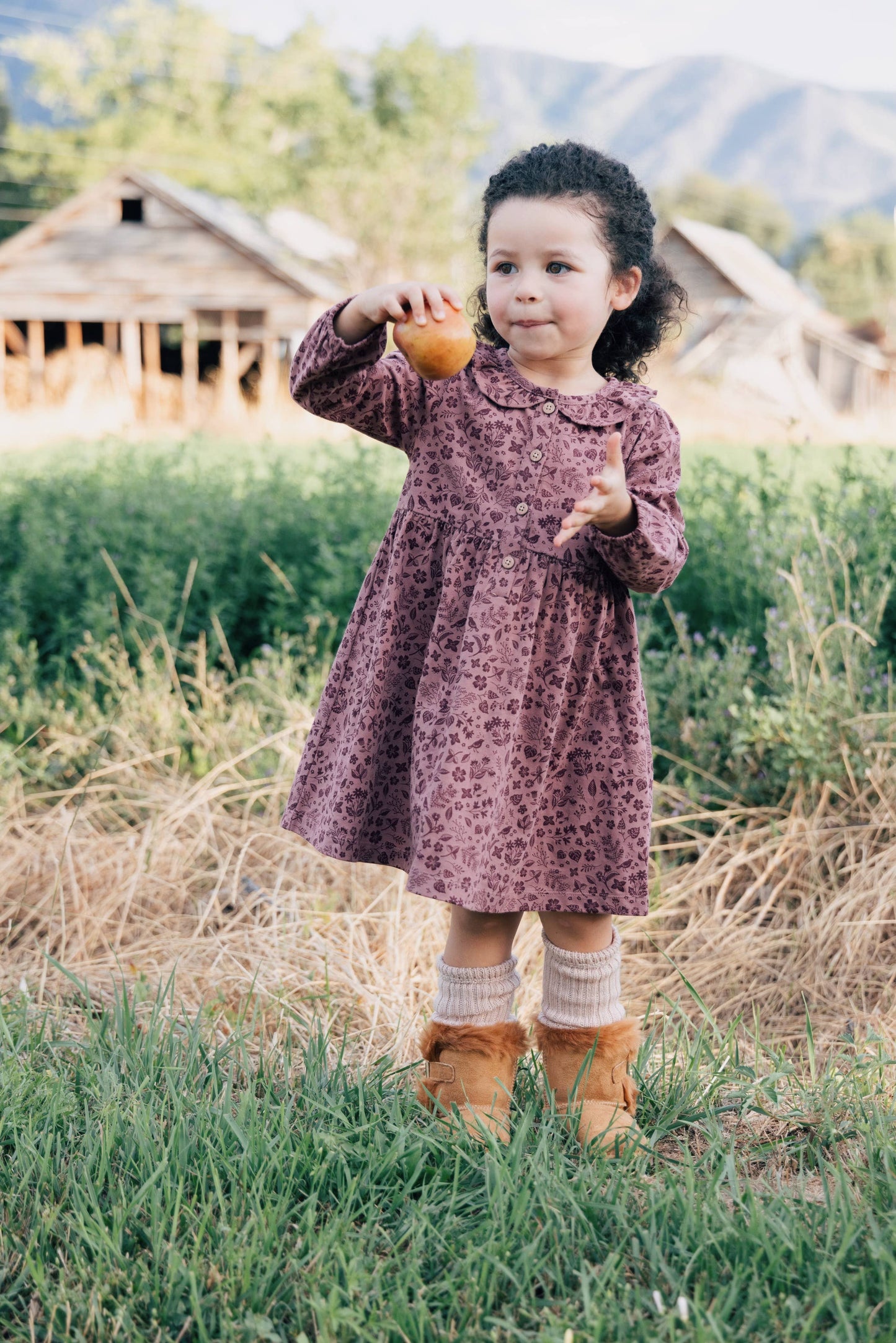 Frill Collar Dress - Fall Plum Birds
